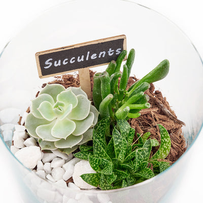 Vancouver Same Day Flower Delivery - Vancouver Flower Gifts - Plant Gifts - Terrarium