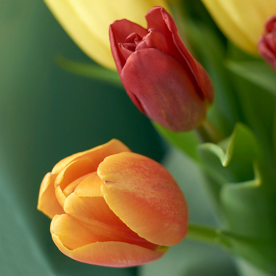 Bouquet de tulipes du jardin de campagne
