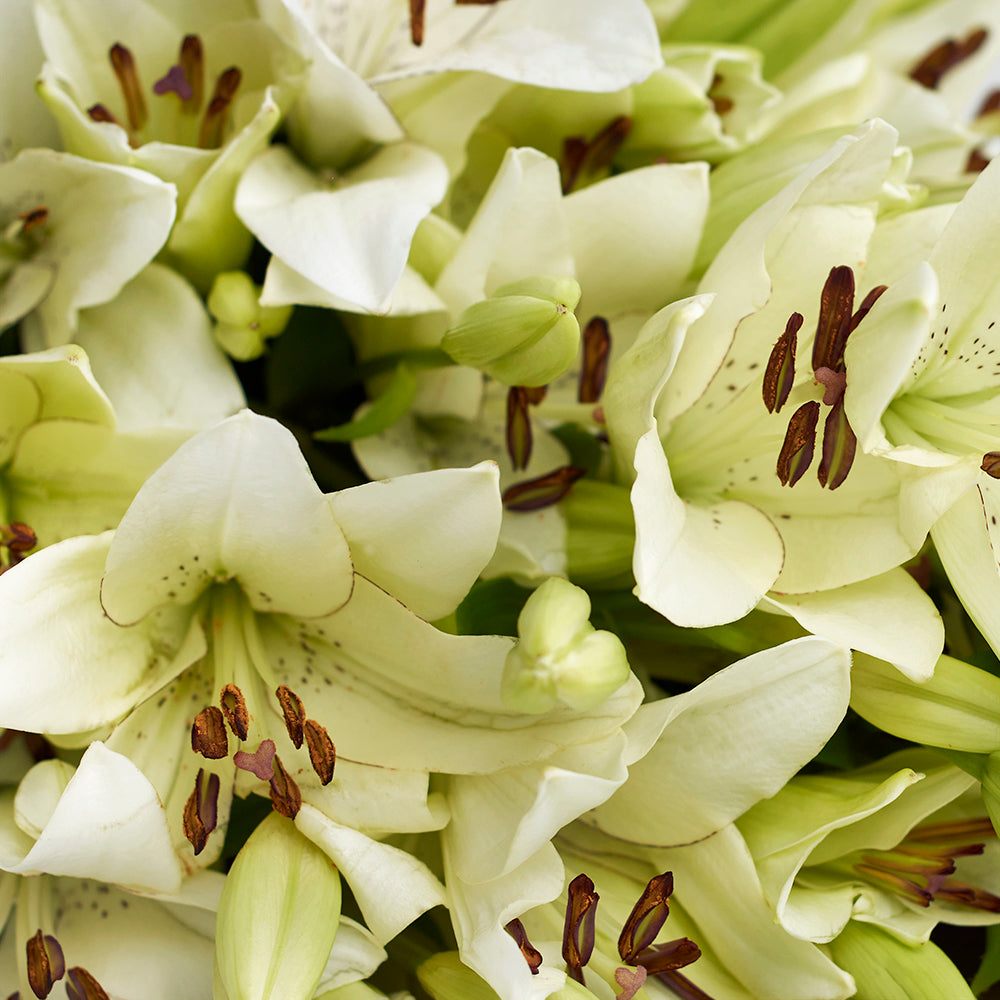 Crisp Snow Lily Bouquet, Flower Gifts from Vancouver Blooms - Same Day Vancouver Delivery.
