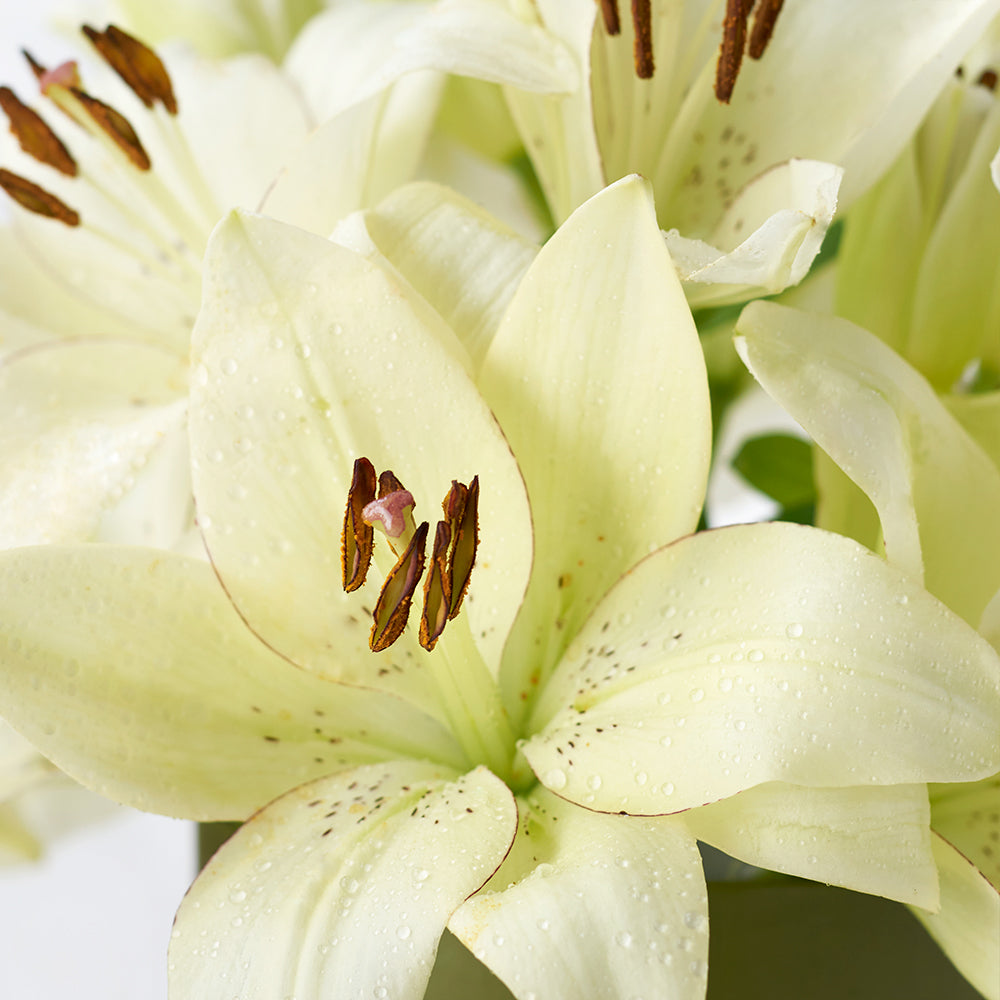 Cornsilk Surprise Lilies Box Arrangement, Flower Gifts from Vancouver Blooms - Same Day Vancouver Delivery.