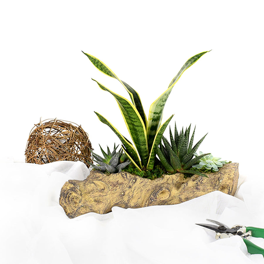 A delightfully rustic gift that’s perfect for lending some life to a home or office, the Succulent Log Garden from Vancouver Blooms brings a little bit of the outdoors indoors.