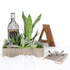 The Indoor Succulent Garden from Vancouver Blooms make for a perfect gift or as decoration at home or an office desk.