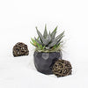 Petite Potted Succulent, floral gift baskets, gift baskets, succulent gift baskets.  Vancouver Delivery