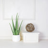 Potted Aloe Vera Plant, floral gift baskets, plant gift baskets. Vancouver Delivery
