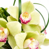 Delicate Pastel Orchid Floral Gift - Orchid Hat Box - Same Day Vancouver Delivery