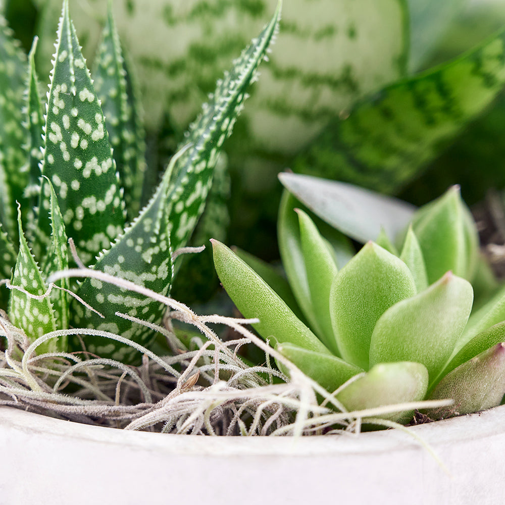Vancouver Same Day Flower Delivery - Vancouver Flower Gifts - Plant Gifts - Succulent