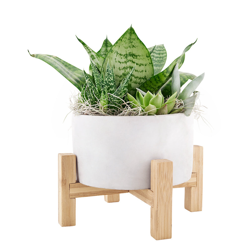 Vancouver Same Day Flower Delivery - Vancouver Flower Gifts - Plant Gifts - Succulent