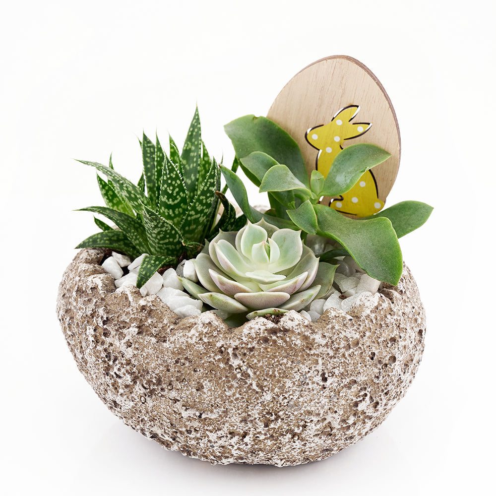 Easter Egg rock succulent arrangement. Same Day Vancouver Delivery