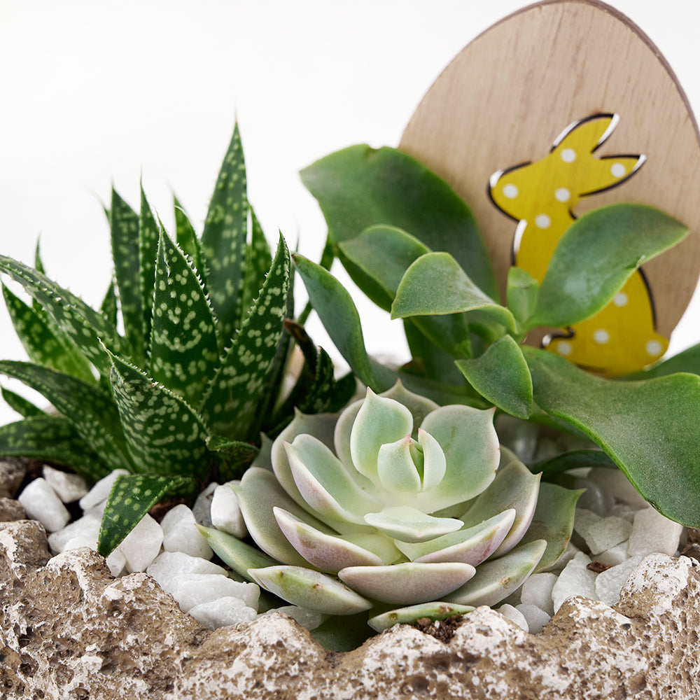 Easter Egg rock succulent arrangement. Same Day Vancouver Delivery