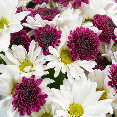 White and purple daisy floral bouquet. Same Day Vancouver Delivery