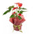Arrangement de plantes flamant rose