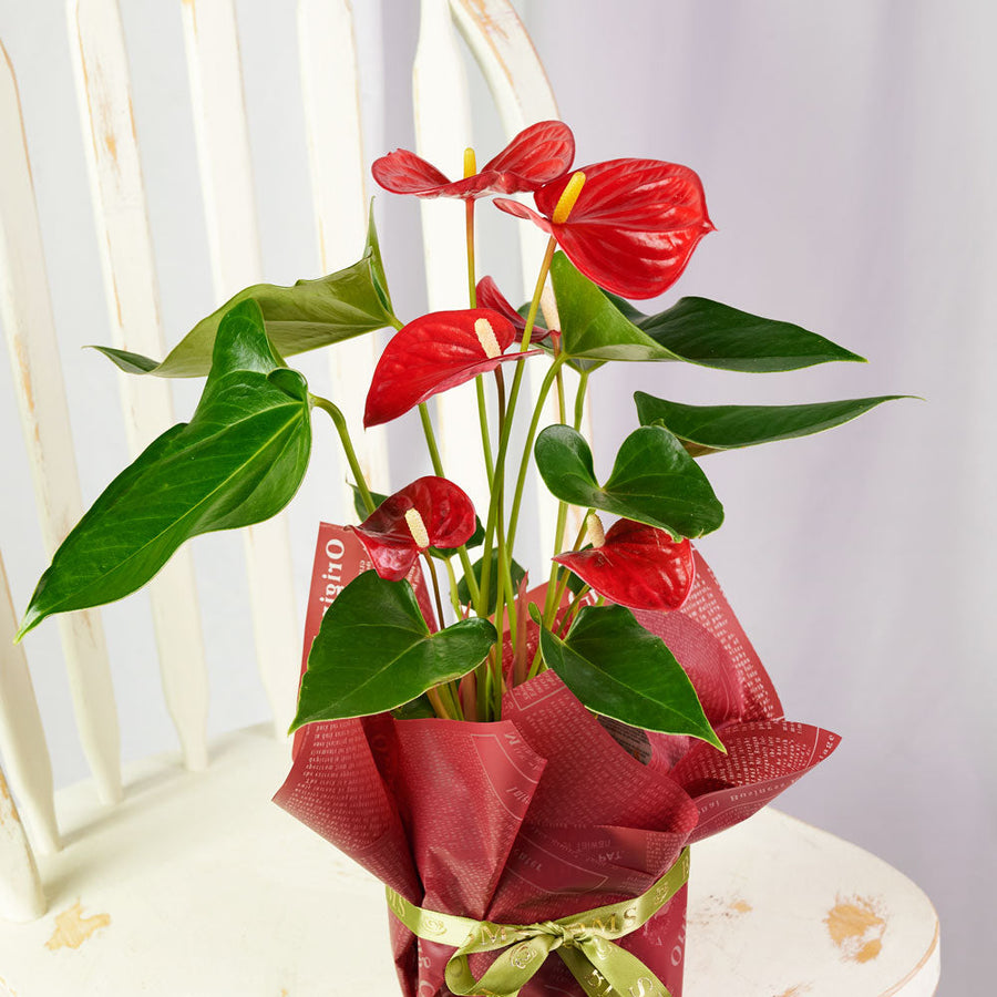 Flamingo Plant Arrangement - Floral Gift - Same Day Vancouver Delivery
