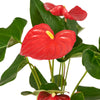 Flamingo Plant Arrangement - Floral Gift - Same Day Vancouver DeliveryFlamingo Plant Arrangement - Floral Gift - Same Day Vancouver Delivery