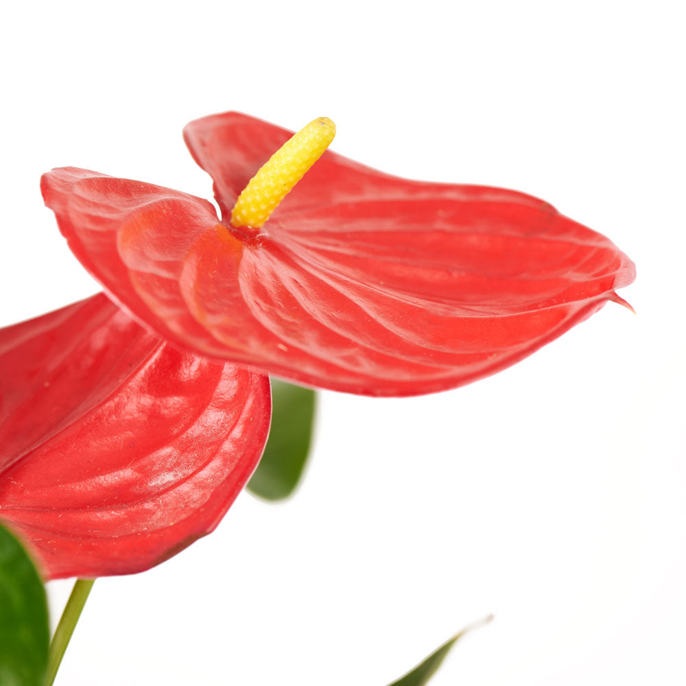 Flamingo Plant Arrangement - Floral Gift - Same Day Vancouver Delivery