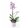 Floral Treasures Exotic Orchid Plant, Orchid Gifts from Vancouver Blooms - Same Day Vancouver Delivery.