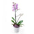 Plante d'orchidée exotique Trésors floraux