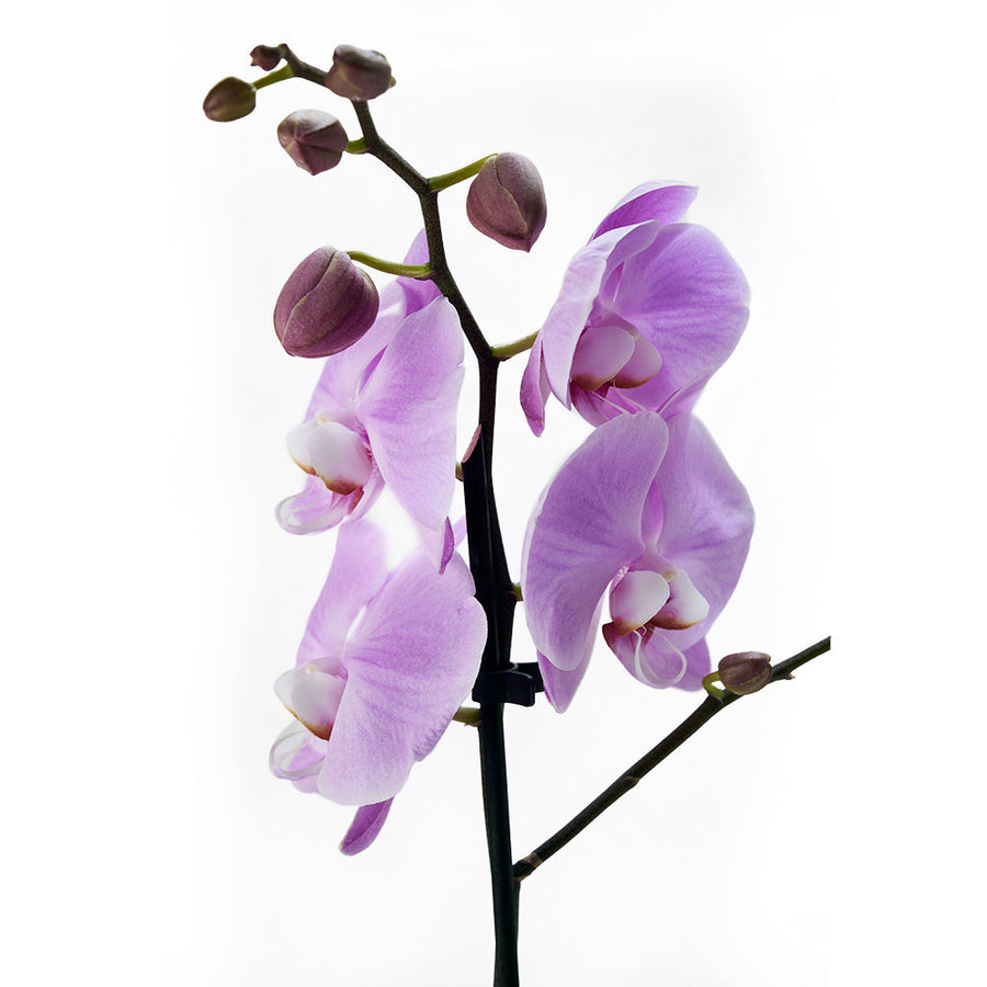 Plante d'orchidée exotique Trésors floraux