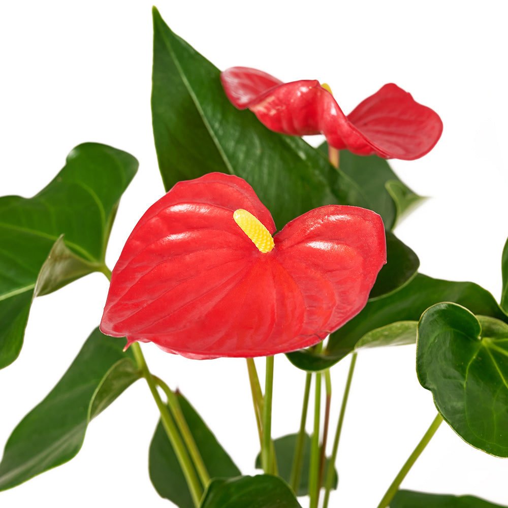 For My Love Flower Gift  - Anthurium and Teddy Bear Gift Set - Same Day Vancouver Delivery