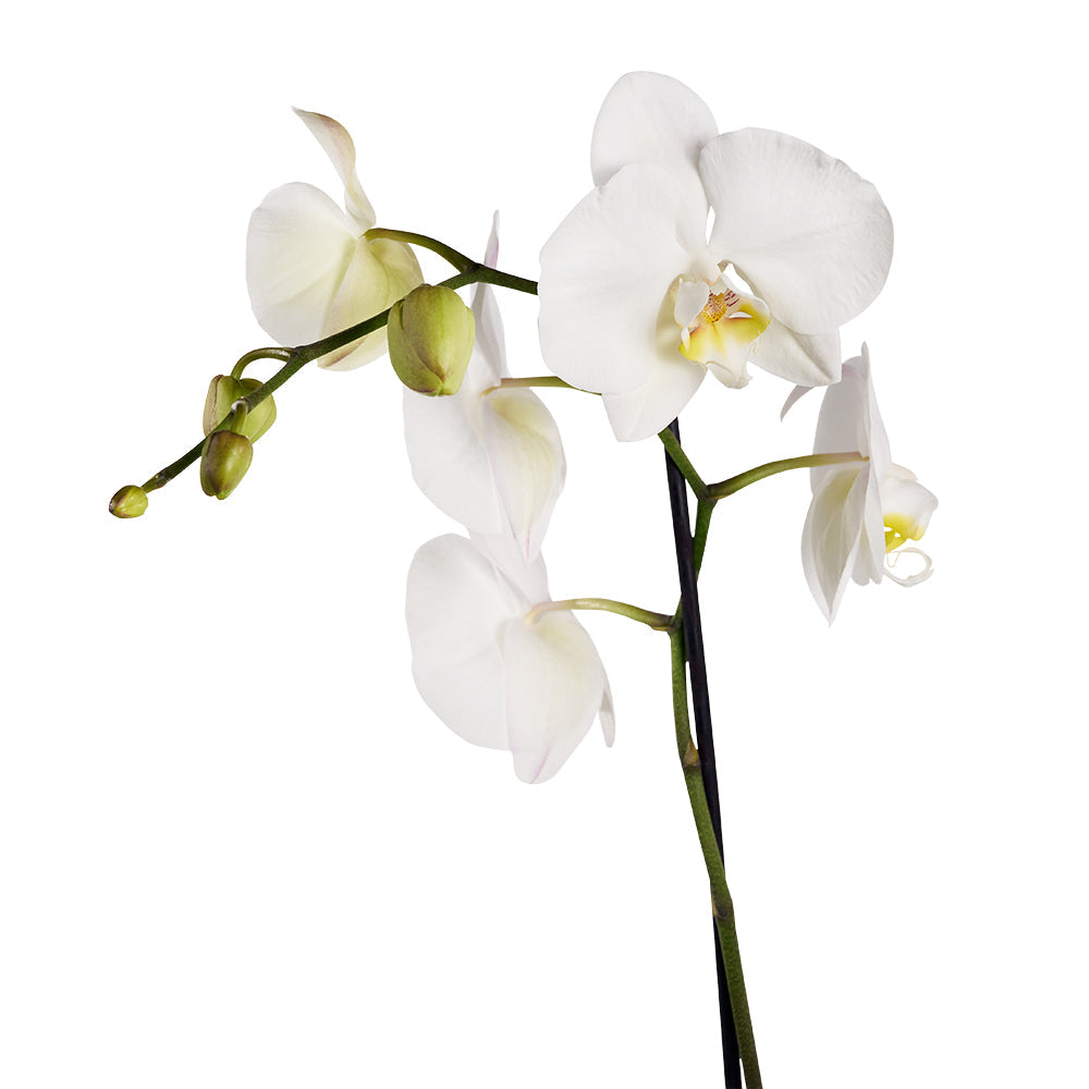 Guinness Flowers & Beer Gift, Guinness Beers and White Orchid Gift, from Vancouver Blooms - Same Day Vancouver Delivery.