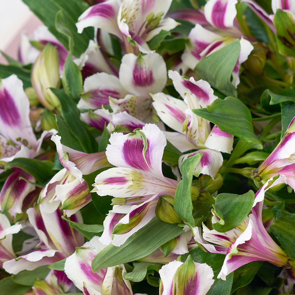 Ivory Dreams Lily Bouquet, White lavender lilies, Flower Gifts from Vancouver Blooms - Same Day Vancouver Delivery.