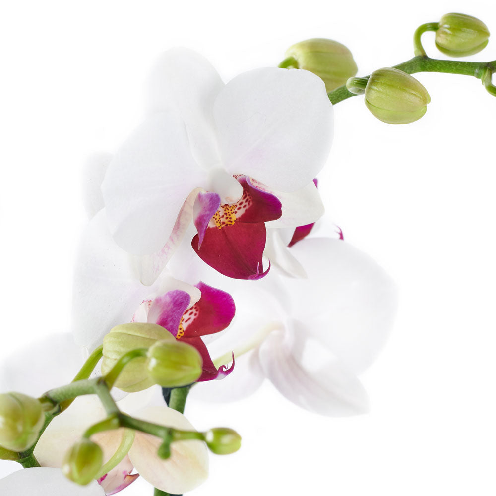 Lavish Exotic Orchid Plant - Orchid Plant Gifts from Vancouver Blooms - Same Day Vancouver Delivery.