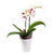 Plante d'orchidée exotique somptueuse