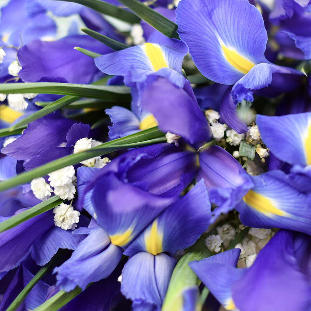 Iris Bouquet - Vancouver Same Day Delivery