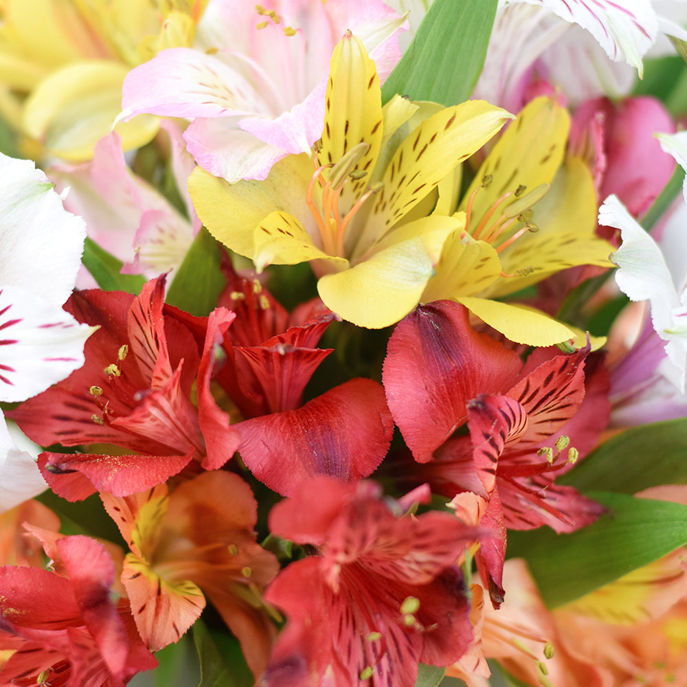 Livewire Lilies Flower Gift & Chocolates, Chocolate with Fresh Lily Flower Gifts from Vancouver Blooms - Same Day Vancouver Delivery.