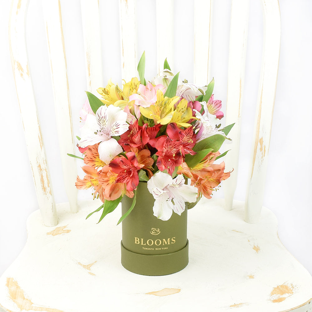 Livewire Lilies Flower Gift, Fresh Lily Flower Gifts from Vancouver Blooms - Same Day Vancouver Delivery.
