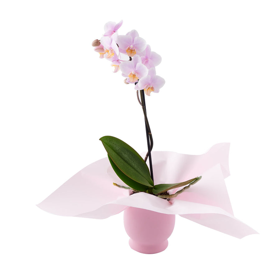 Pink Whispers Exotic Orchid Plant from Vancouver Blooms - Flower Gift - Vancouver Delivery.