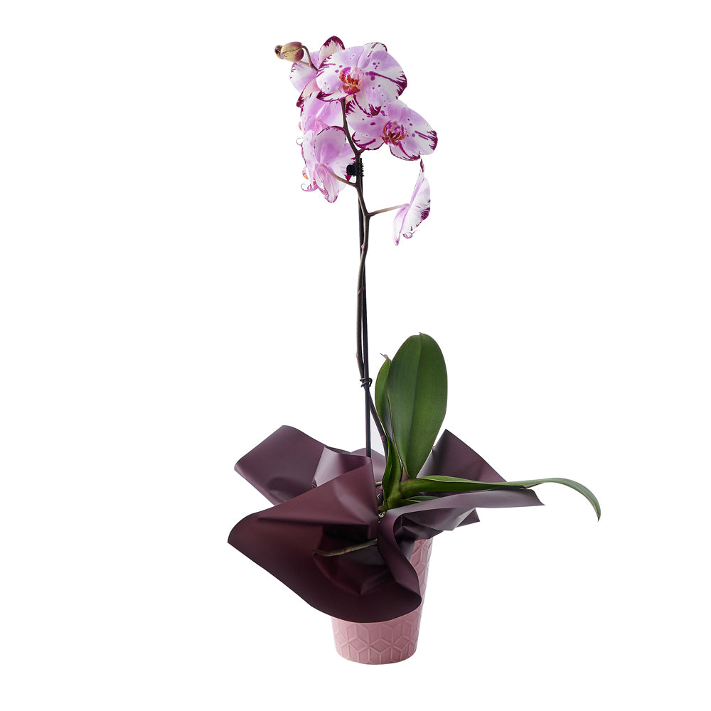 Elegant Orchid Plant, a large pink orchid plant in a planter, Floral Gifts from Vancouver Blooms - Same Day Vancouver Delivery