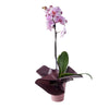 Elegant Orchid Plant, a large pink orchid plant in a planter, Floral Gifts from Vancouver Blooms - Same Day Vancouver Delivery.