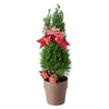 Mini Christmas Tree, Christmas Tree, Christmas Plant, Xmas Plant, Plant Gifts, Vancouver Delivery