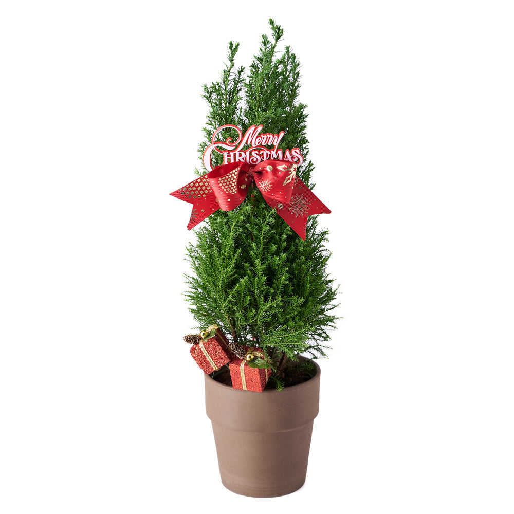 pot plant christmas tree Mini Christmas Tree – Holiday Potted Plant – Vancouver delivery
