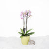 Orchid Vase Arrangement - Orchid Potted Plant - Same Day Vancouver Delivery