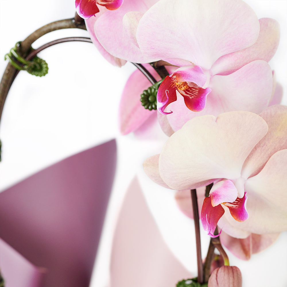 Orchid and Planter - Orchid Potted Plant Gift - Same Day Vancouver Delivery