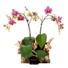 Orchid plant Vancouver Same Day Delivery