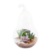 Pear-shaped succulent terrarium. Same Day Vancouver Delivery