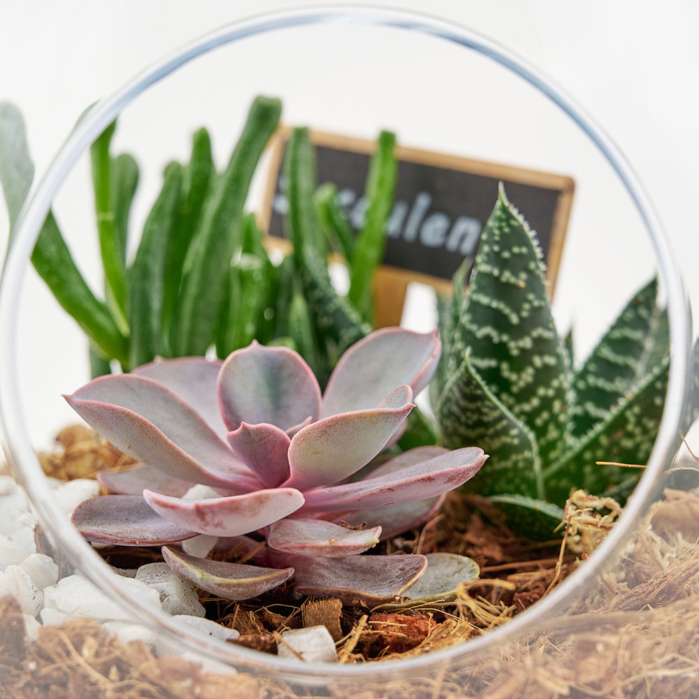 Pear-shaped succulent terrarium. Same Day Vancouver Delivery