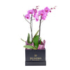 Pink orchid arranged in a black box. Same Day Vancouver Delivery