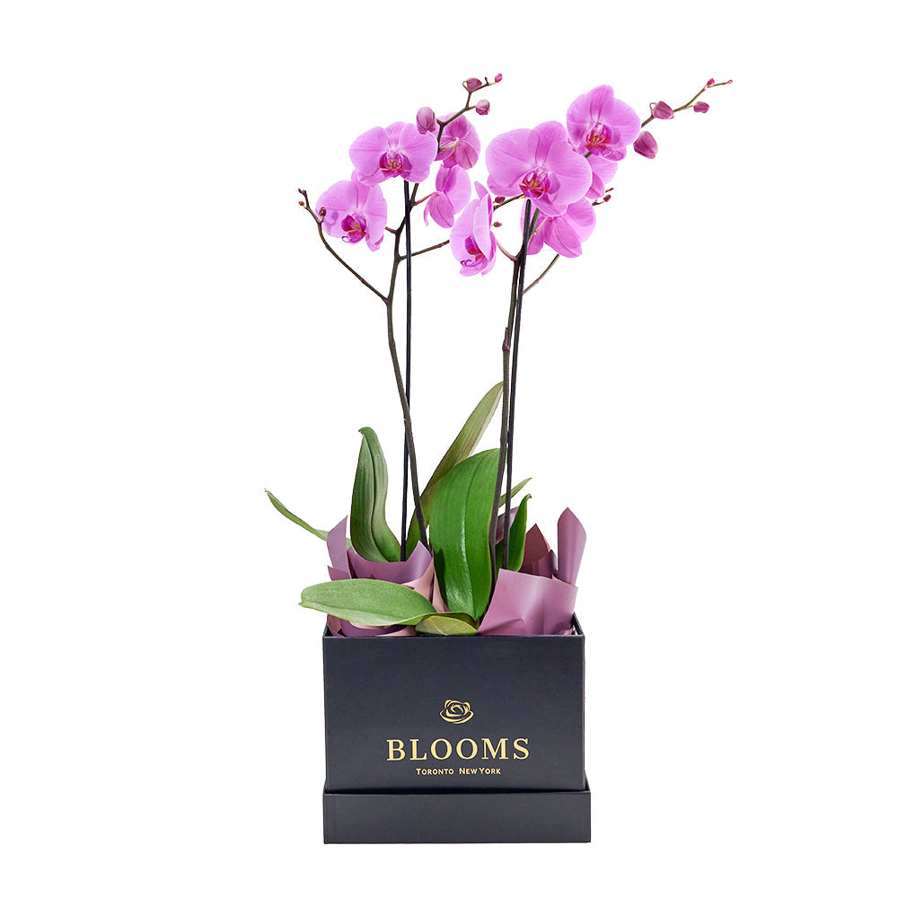 Pink orchid arranged in a black box. Same Day Vancouver Delivery