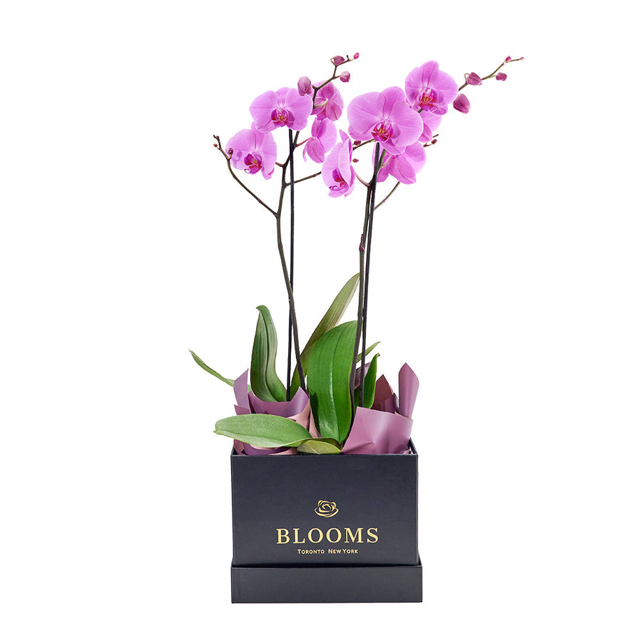 Pink orchid arranged in a black box. Same Day Vancouver Delivery