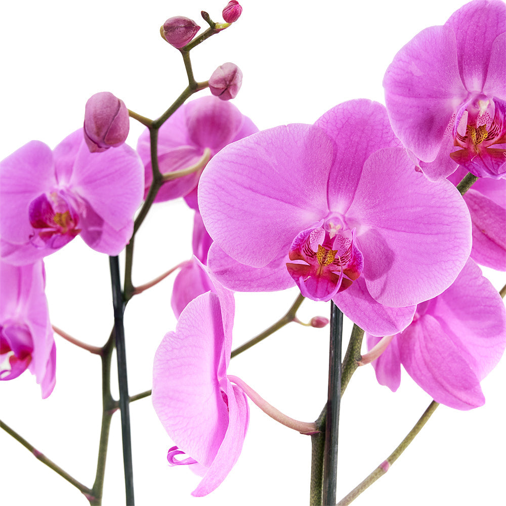 Pink orchid arranged in a black box. Same Day Vancouver Delivery
