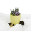 Potted Succulent Arrangement - Succulent Plant Gift - Same Day Vancouver Delivery
