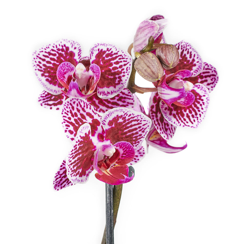 Potted Orchids and Bear - Flower and Plushie Gift Set - Same Day Vancouver Delivery