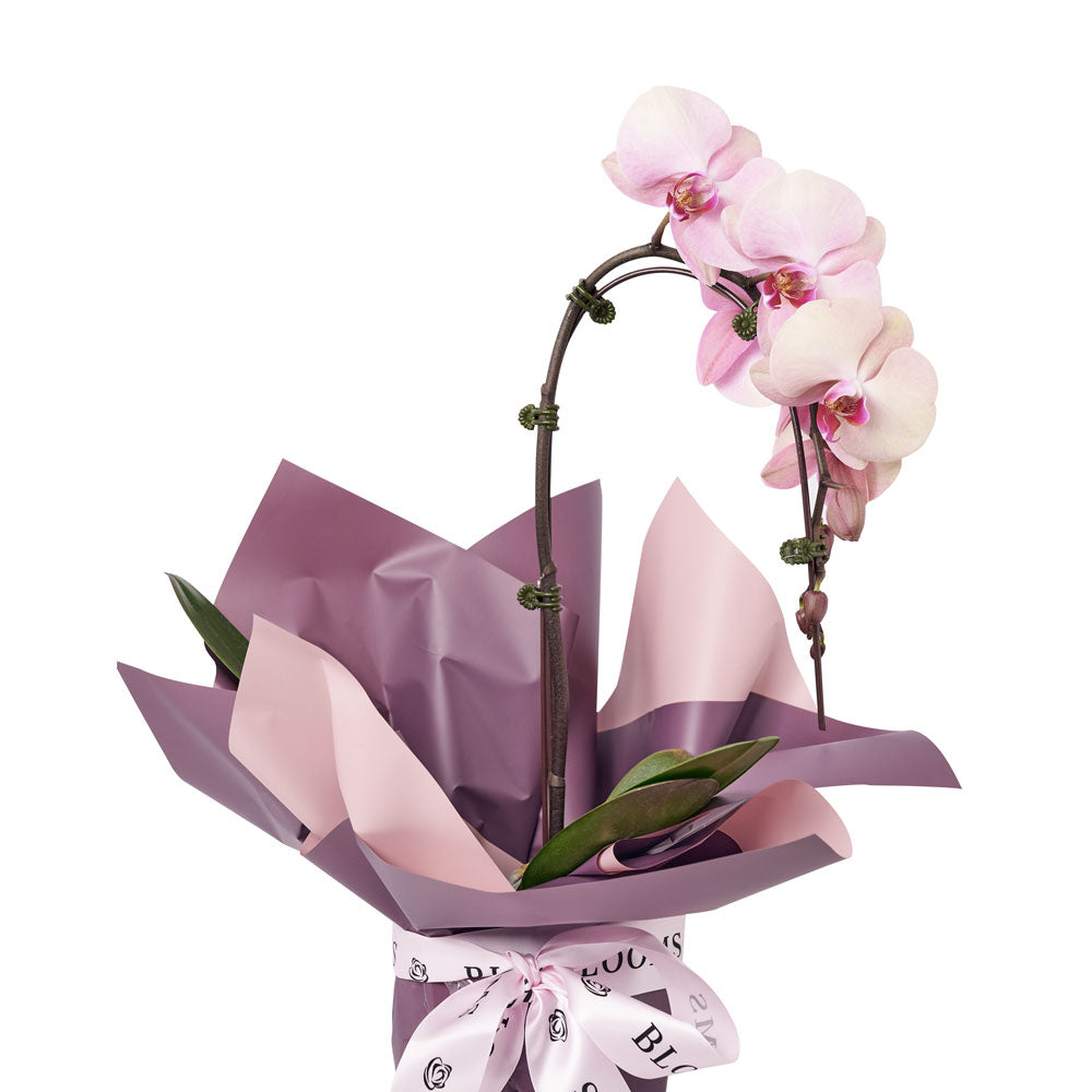 Pure & Simple Flowers & Wine Gift, Orchid Plant and Wine Gift Set from Vancouver Blooms - Same Day Vancouver Delivery.