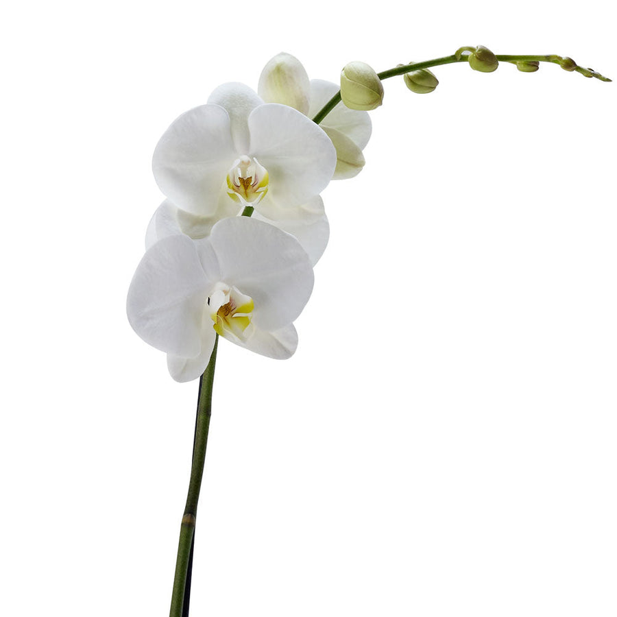 Pure & Simple Exotic Orchid Plant, Orchid Gifts from Vancouver Blooms - Same Day Vancouver Delivery.