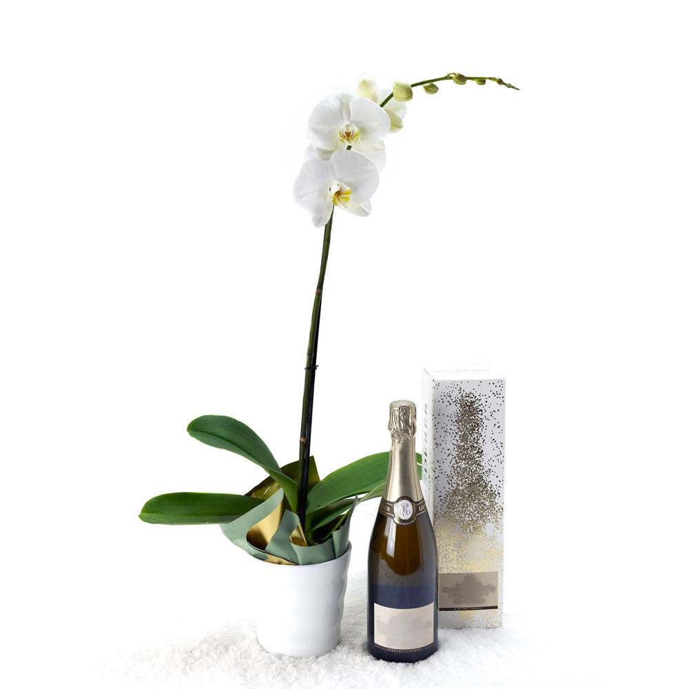 Pure & Simple Flowers & Champagne Gift, White Potted Orchid with a Bottle of Sparkling Wine, from Vancouver Blooms - Same Day Vancouver Delivery.