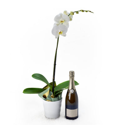Pure & Simple Flowers & Champagne Gift, White Potted Orchid with a Bottle of Sparkling Wine, from Vancouver Blooms - Same Day Vancouver Delivery.