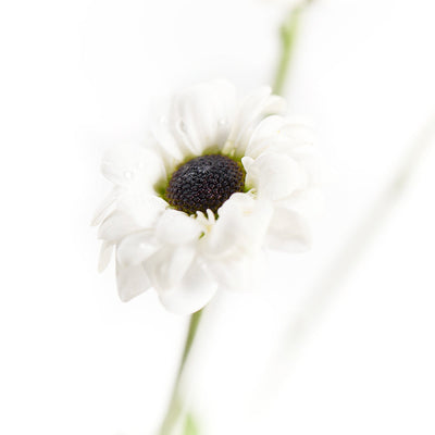 Pure and Pristine Daisy Bouquet - Gift Delivery - Same Day Vancouver Delivery